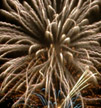 Fireworks by DC Langer